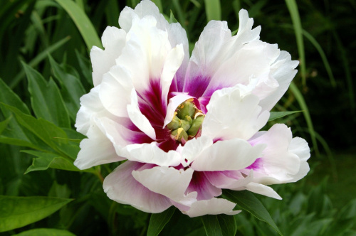 Пион Paeonia Itoh Cora Louise