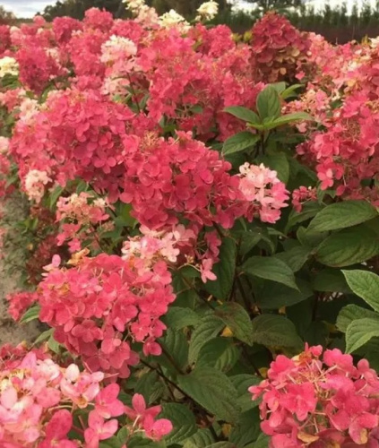 0ca436db-73a7-499a-b168-9ef14a6420a9