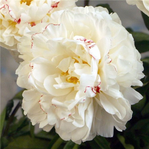 Буль де неж пион