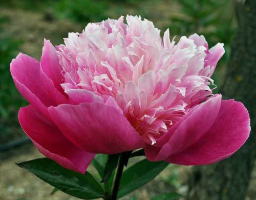paeonia-belleville_4