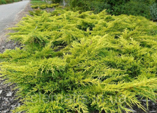 1285725020_w640_h640_p_043_mozhzhevelnik_srednij_gold_kissen