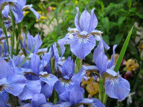 Iris-sibirskij_3-768x576