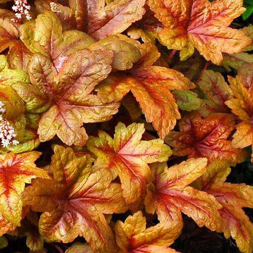 00672_gejherella_heucherella_brass_lantern_0041_500_auto_jpg_5_80