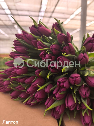 Тюльпан (II) LAPTOP (Лаптоп)