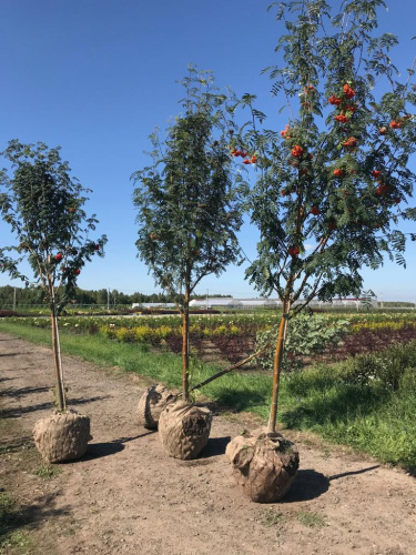 Рябина обыкновенная Sorbus Aucuparia штамб : (Ком+сетка), h=300-400