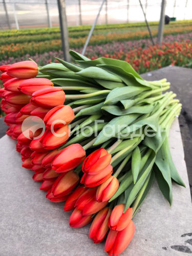 Тюльпан (II) SPOT ON (Спот Он)