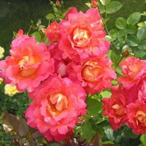 roza-dekor-arlekin