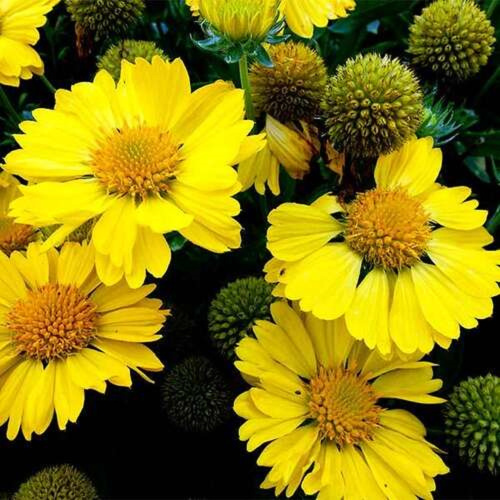 Гайлардия крупноцветковая Gaillardia grandiflora "Mesa Yellow" : P9