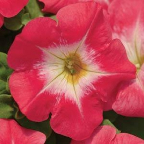 мираж ред морн