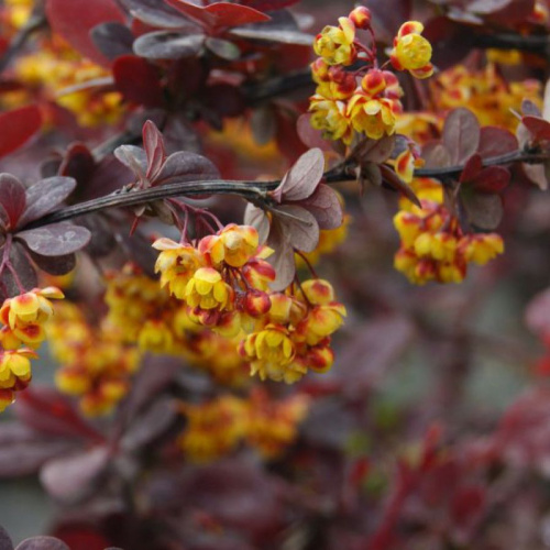 Барбарис оттавский Berberis Ottawensis Superba