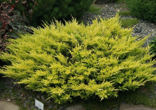 Можжевельник горизонтальный Juniperus horizontalis `Limeglow` : C3, h=20-30