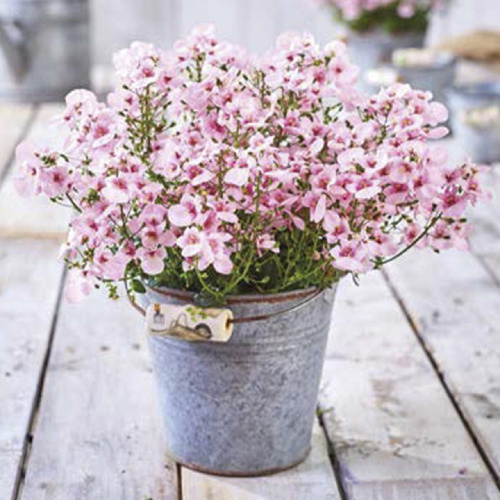 Диасция Элеганс (Diascia elegans) "Divara" (Blush ) P9