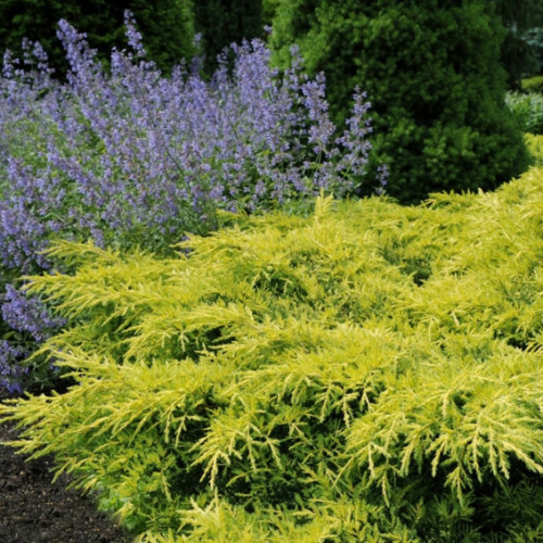 пфитцера голд стар