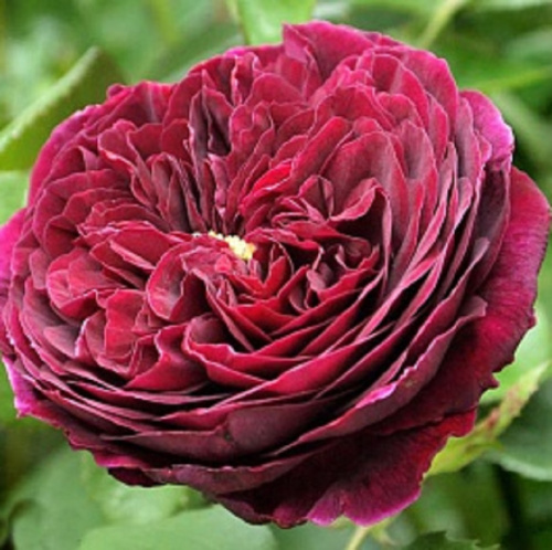 зе принц роза