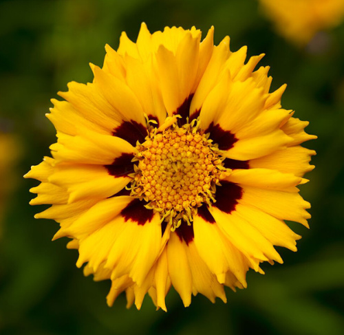 кореопсис андимо елоу ред