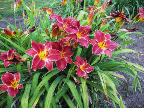 ллейник покет чейндж