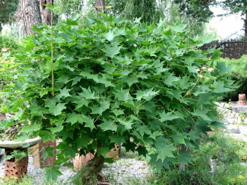 klen-melkolistnyj-mono