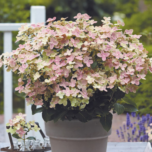 гортензия панзола