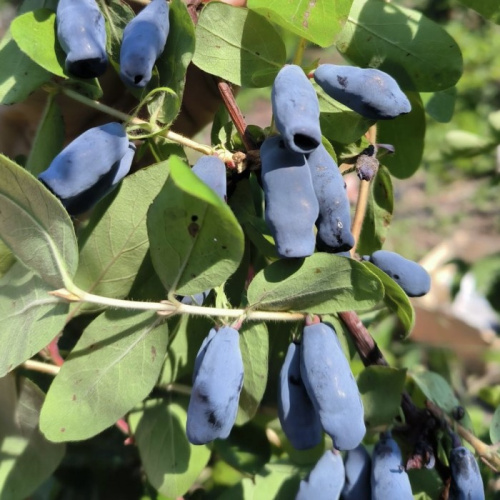 жимолость канадская борелеал бест