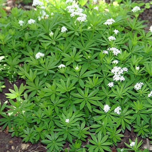 ясменник статайлер