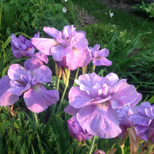 ирис_sibirskiy_mperial_opal_2