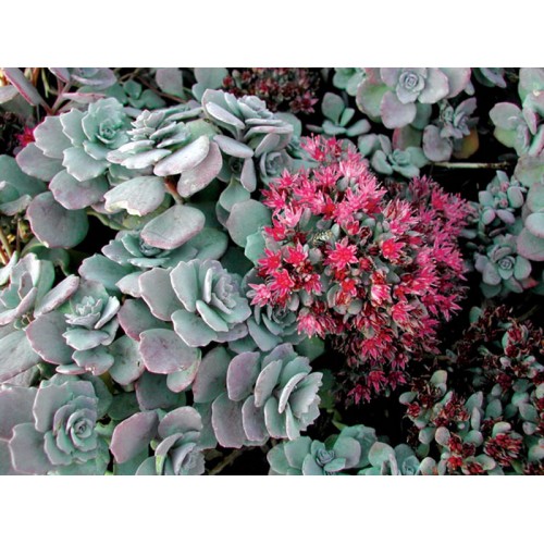 ochitokskalnyj-sedumcauticolalidakense-500x500