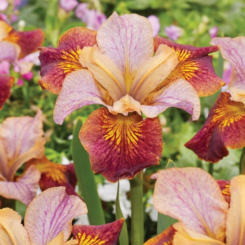 Iris-Siberian-Paprikash-1