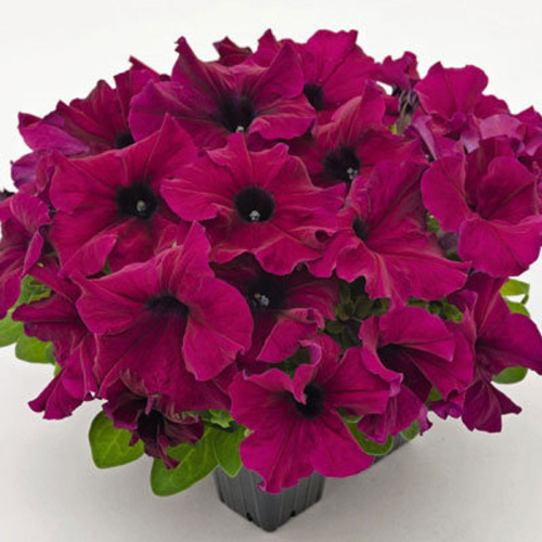 saksess hd бургунди