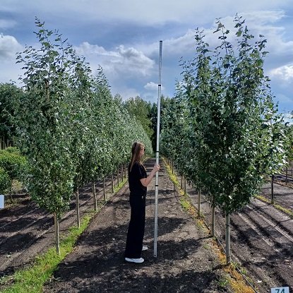 тополь пирамид.