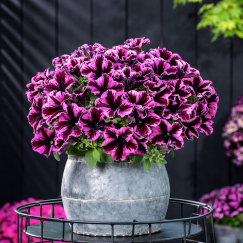 32182-GO-TUNIA-COSMIC-PINK