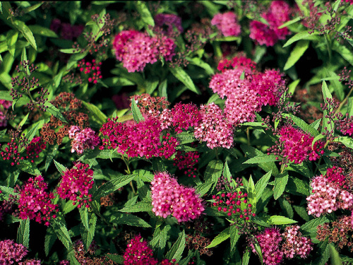 14f4e1039b28cb417a9dfebc9b58e44d