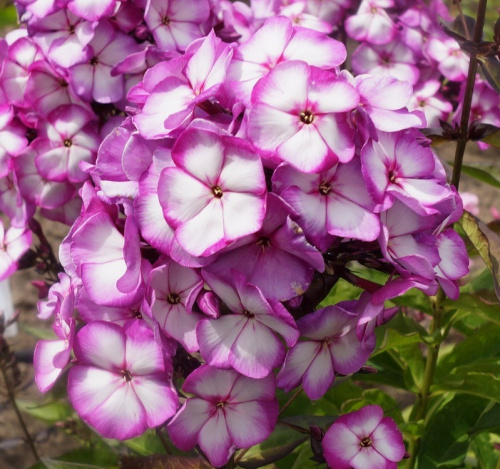 Phlox-Sweet-Summer-Fantasy-1