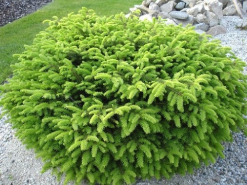 нидиформис