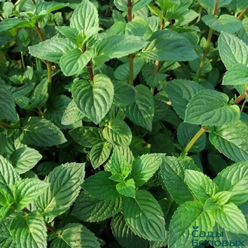 мята бергамот