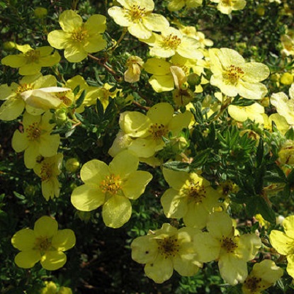PotentillaFruticosaKatherineDykes_01