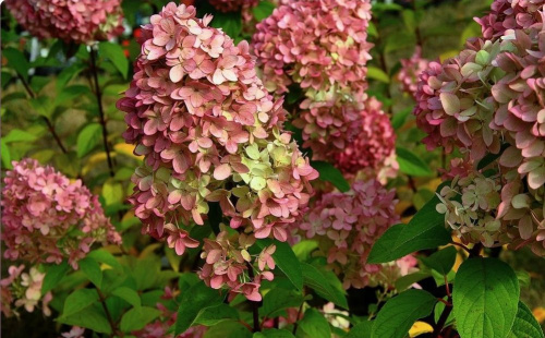 гортензия мэджик кэндал