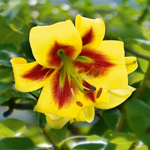 Лилия Lilium Oriental Robert Swanson