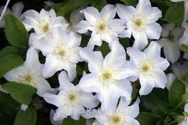 Клематис Clematis "Yukikomachi" : P9