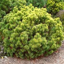 pinus mugo ophir