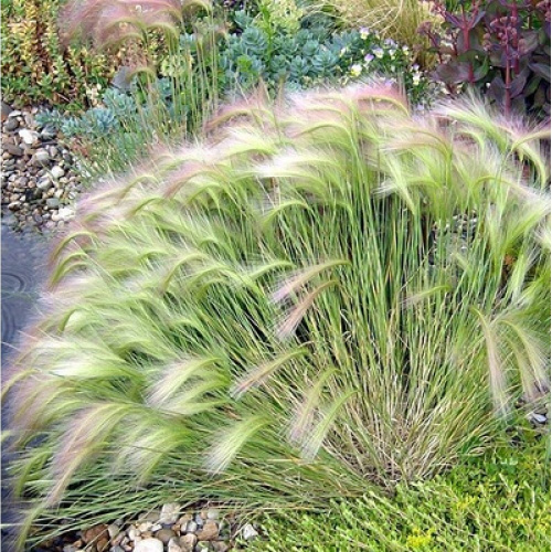 Yachmen Grivastiy-1000x1000