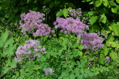 vasilistnik-vodosbornii-foto-32