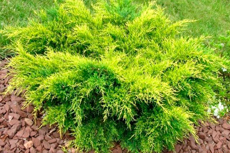 можжевельник_голд_кост