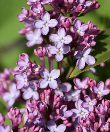 Сирень обыкновенная Syringa vulgaris "Amethyst" (Ком+сетка), h=150-180