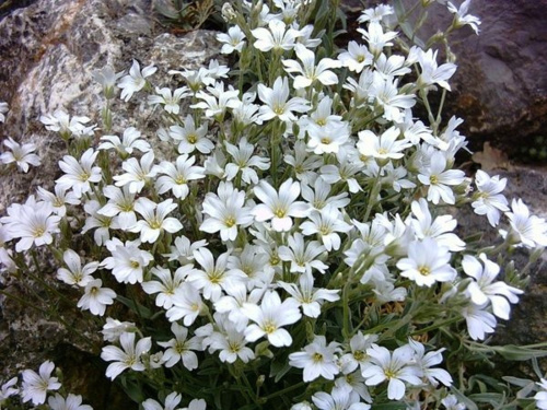 jaskolka-bibershteina-cerastium