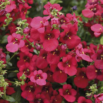 Диасция Элеганс (Diascia elegans) "Divara" (Deep Red) P9