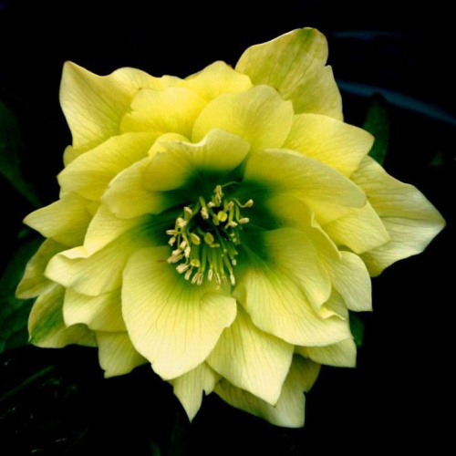 голден дискавери