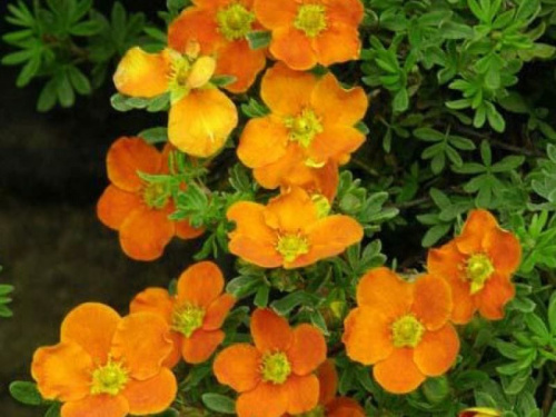 1a6f2fac69c2c6fcee4ffaa74b75e793