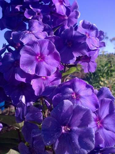 флокс блу мун
